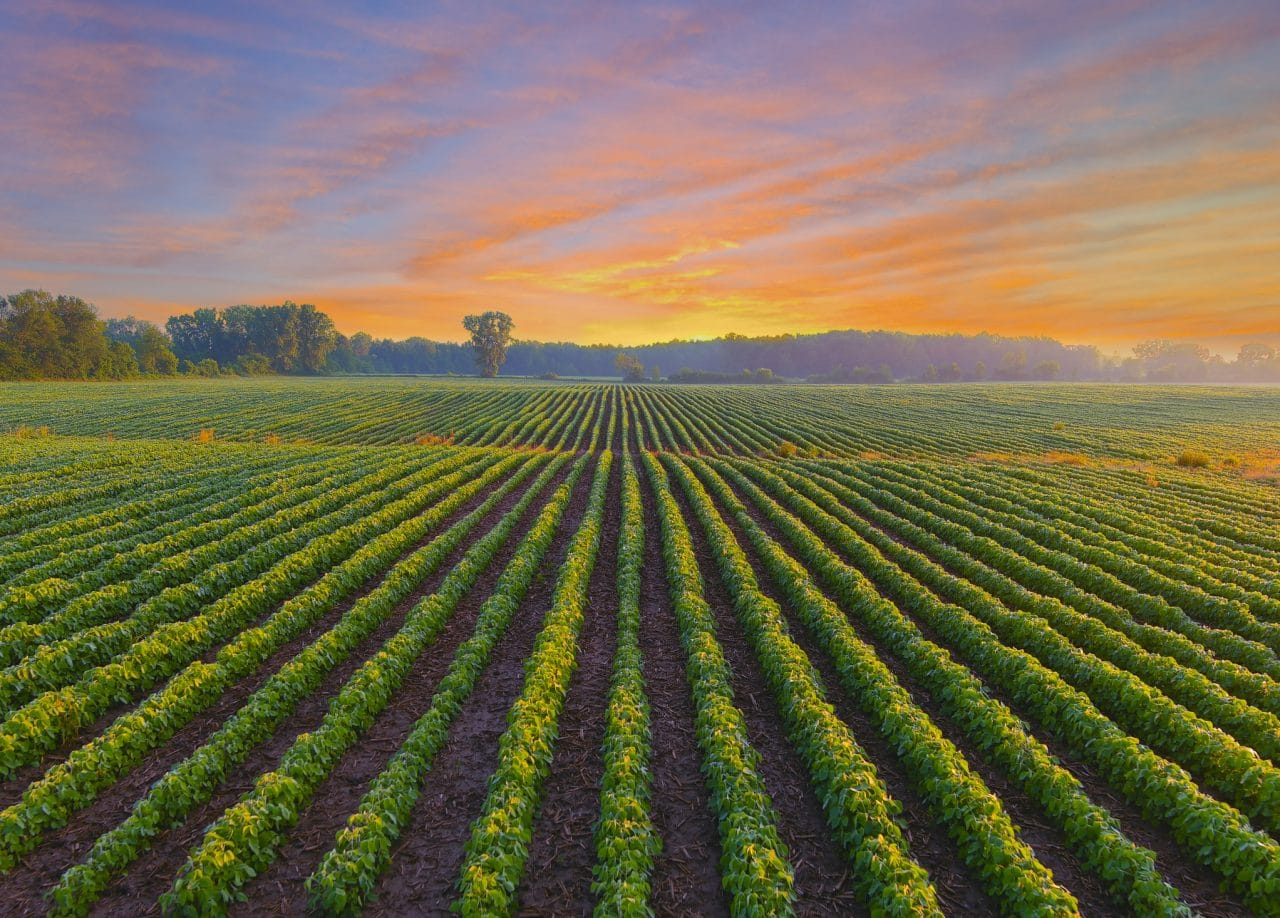 Healthy young soybean crop in field at dawn, with stunning sky.