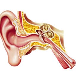 Illustration of the hearing system